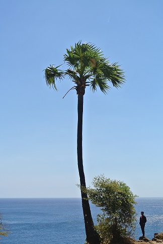 Palmtree by the water