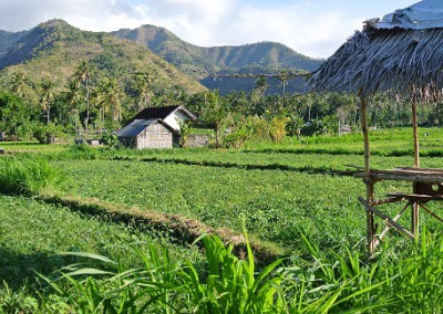 ricefields on ground