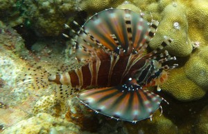 Brown-black striped fish