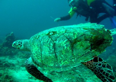 Diving with turtles, Amed Coralgarden