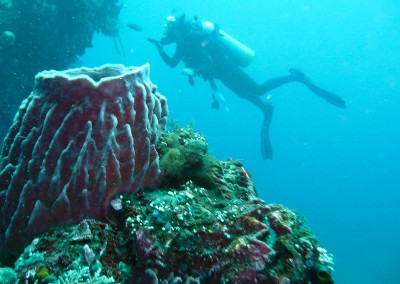 Amazing scobadiving Amed wall