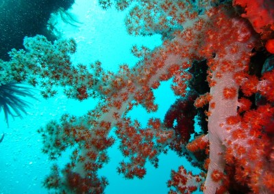 Dive outside Villa coral and enjoy the amaz underwater world.ing